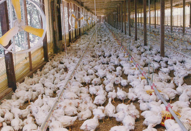 Alemanha confirma foco de gripe aviária em granja de frango