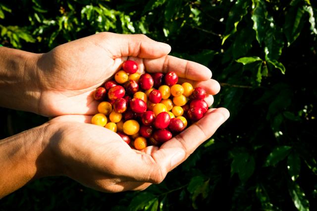 Semana Internacional do Café terá debate sobre o futuro da cadeia de valor do café