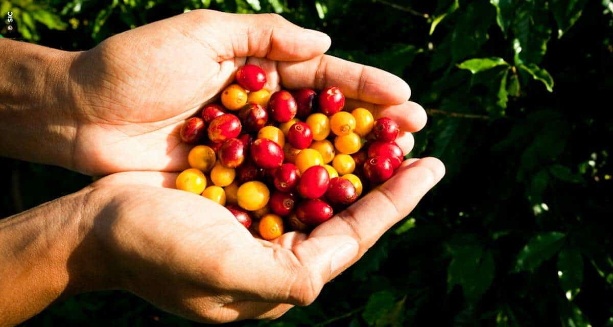 Futuro e importância da transparência na cadeia de valor do café será tema debatido na SIC 2020