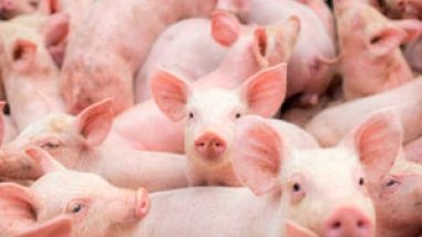 Exportação de carne suína em outubro/20 supera em mais de 36% médias de embarque e arrecadação diários de outubro/19