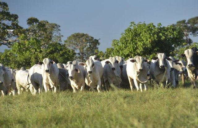 Média diária exportada de carne bovina in natura registrou recorde histórico em outubro
