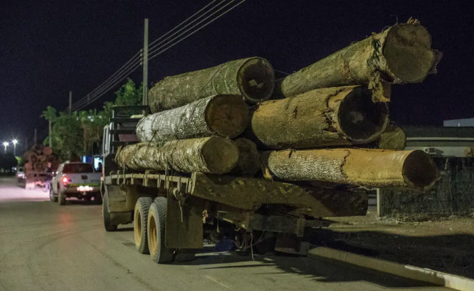 Portos da Amazônia, Paraná e Santa Catarina são principais rotas de saída da madeira nacional