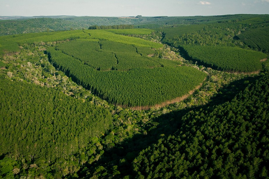 Klabin vai explorar mercado de carbono e serviços ambientais