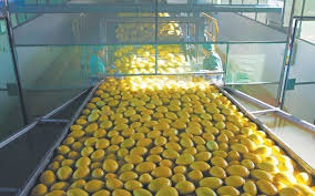 Exportação de frutas segue em alta apesar de segunda onda de covid-19 na Europa