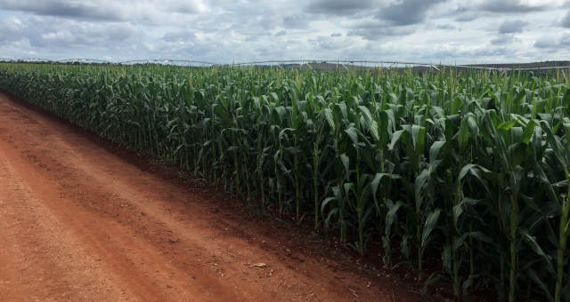 Abu Dhabi promove agricultura com projetos no deserto e espaço