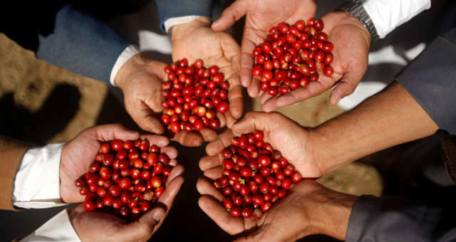 2020 premia qualidade do café brasileiro e sistema que capitaliza produtor