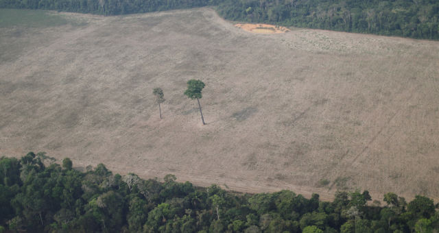Desmatamento na Amazônia dispara para nível mais alto em 12 anos