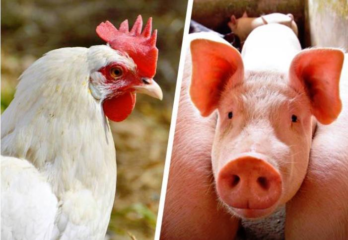Indústria brasileira de aves e suínos avança em meio à pandemia