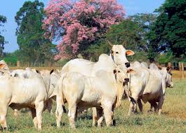 São Paulo puxou as exportações de carne bovina em 2020, mas Mato Grosso ameaça essa liderança