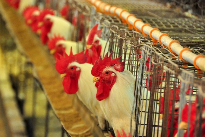 Embarques de carne de frango do Brasil recuam 9,9% em volume em janeiro; receita cai 17,9%