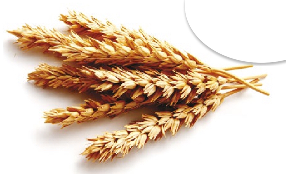 Em 2021, rali mundial por trigo, milho, café e arroz pode afetar preços no varejo