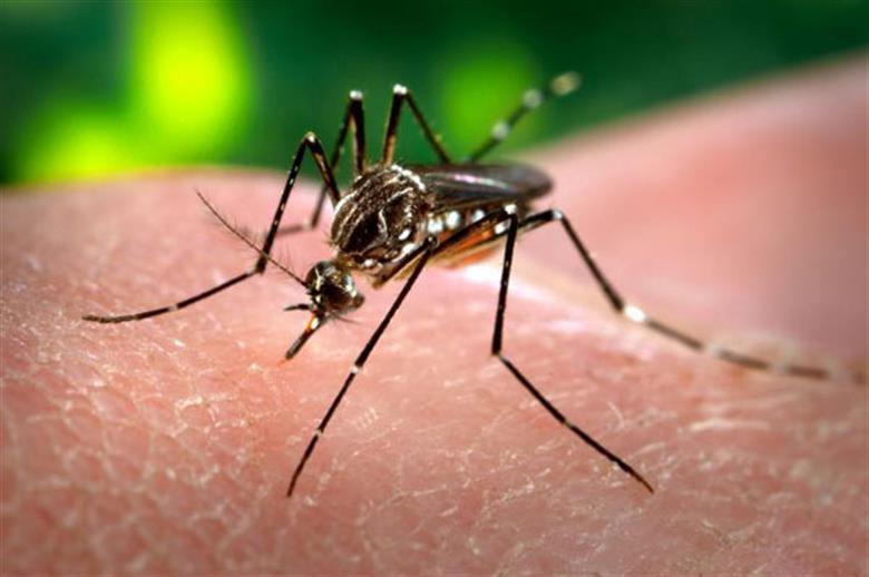 Ecovias realiza mutirão de combate à dengue na rodovia dos Imigrantes