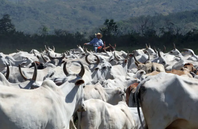 Bom momento da pecuária sustenta venda de insumos