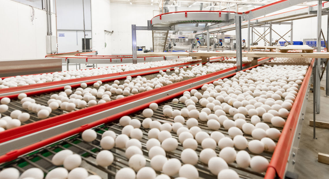 Exportações brasileiras de ovos cresceram 150% no 1º bimestre