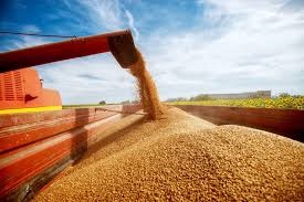 Bunge e Orbia alcançam marca de 75 mil toneladas de soja negociadas digitalmente