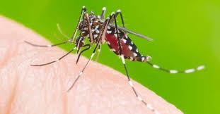 Dengue é mais um alerta para a saúde da Baixada Santista