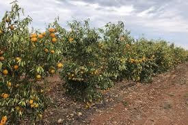 Seca reduz produção agrícola e atrasa colheitas no país