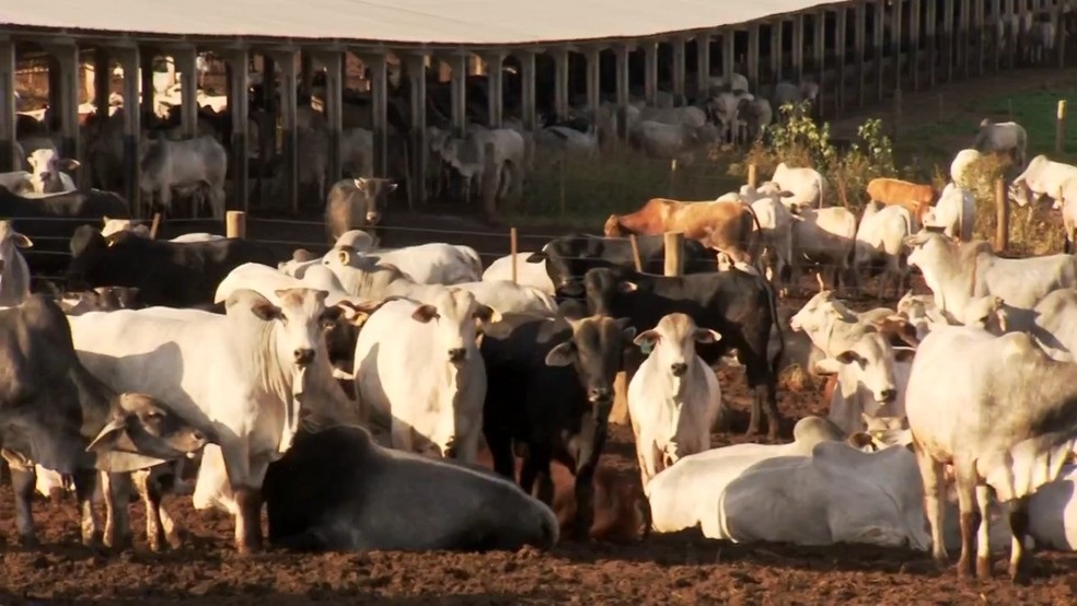 Exportação de carne bovina do Brasil recua 6% no 1º bimestre