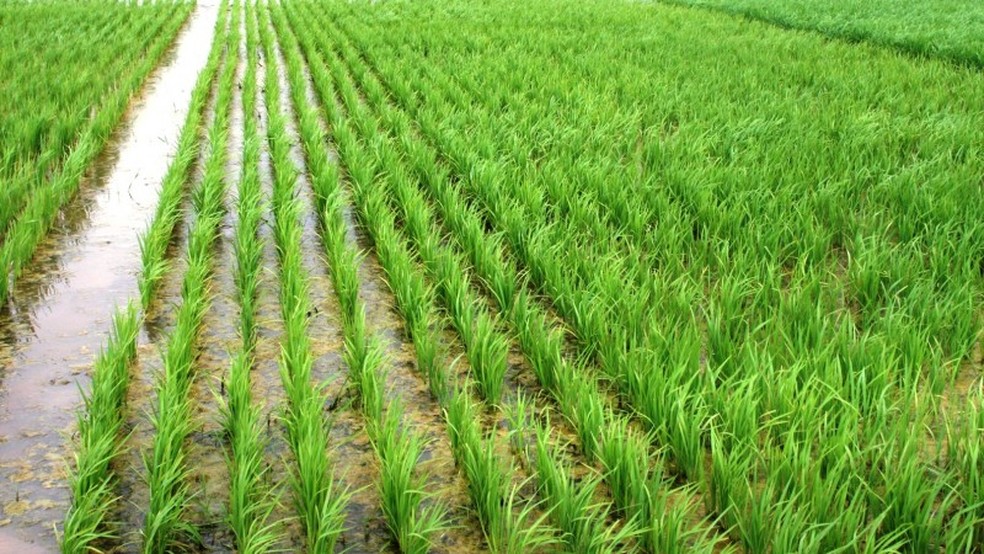 Melhoramento genético impulsiona produtividade do arroz no Brasil