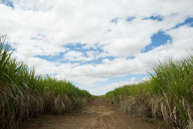 Agronegócio paulista cresce 8,3% em 2020 e representa 14% do PIB do estado