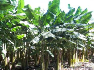 Comissão da Câmara rejeita proposta que restringe importação de banana; para relator, projeto cria reserva de mercado
