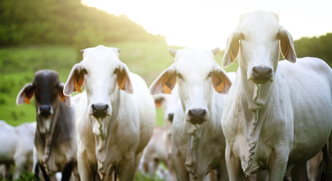 Emirados emitem certificação para gado vivo do Brasil