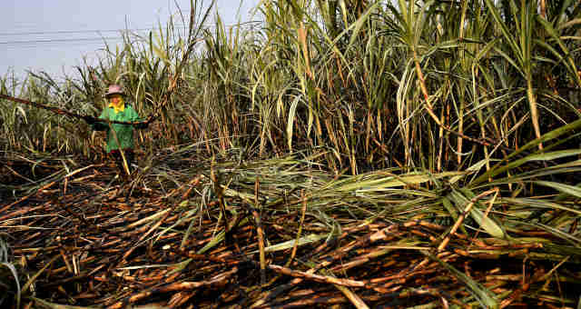 Balança Comercial: exportações do agro paulista sobem 7,5%