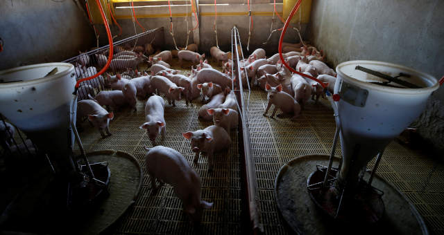 Setor de carnes do Brasil quer isenção da TEC para milho e registros de exportação