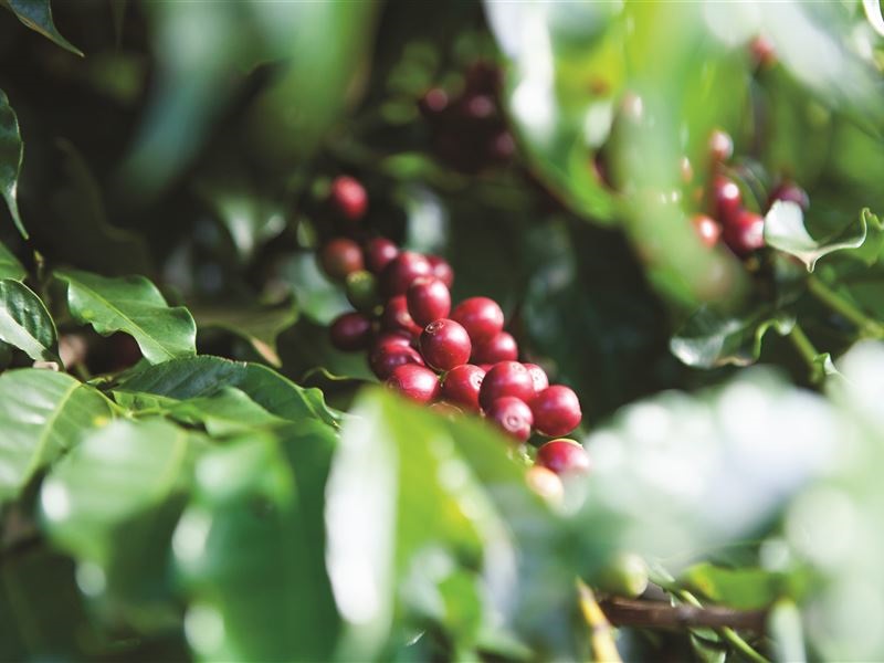 Ação de ventos pode induzir mudanças no sistema radicular de cafeeiros
