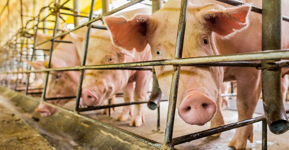 Frigoríficos têm evolução em políticas de bem-estar animal