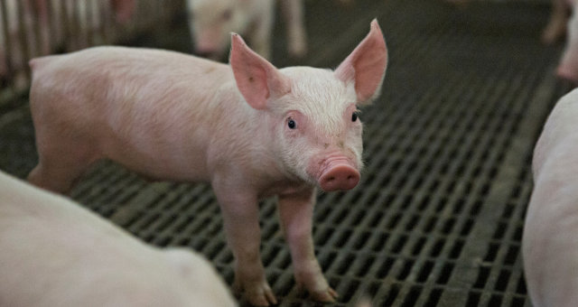 Exportação de carne suína do Brasil avança 35,1% em abril; China amplia compras