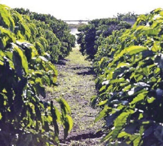 Frio pode encarecer café, frutas e hortaliças