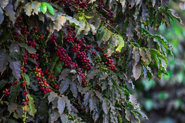 Valor Bruto da Produção Agropecuária está estimado em R$ 1,109 trilhão para este ano