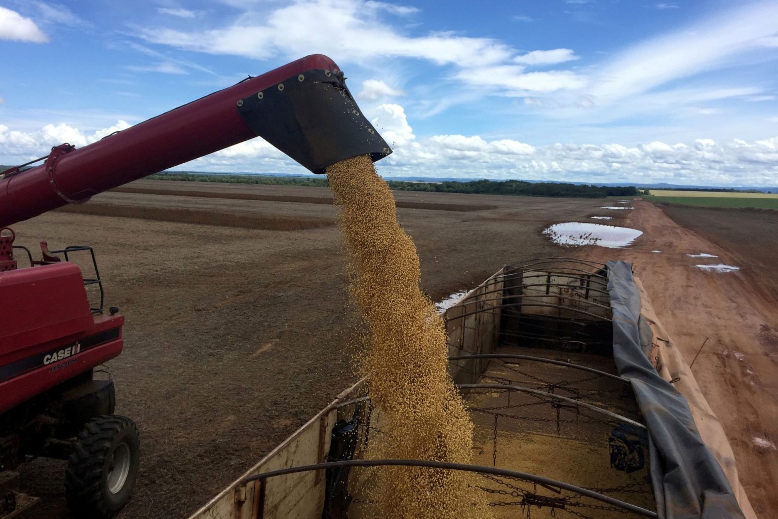 Maior produtor global de soja, Brasil aumentará plantio pelo 15º ano consecutivo