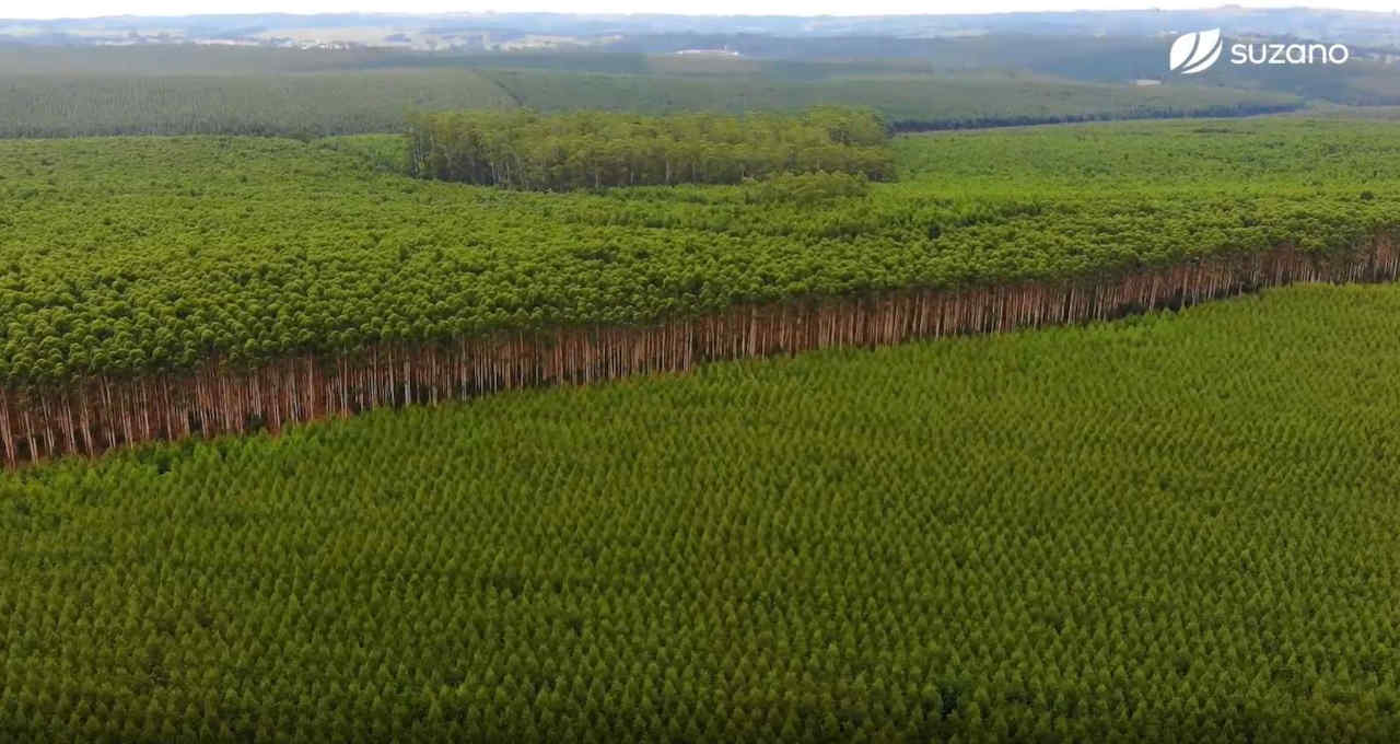 Suzano adere à meta de de redução de emissões de carbono com SBTi