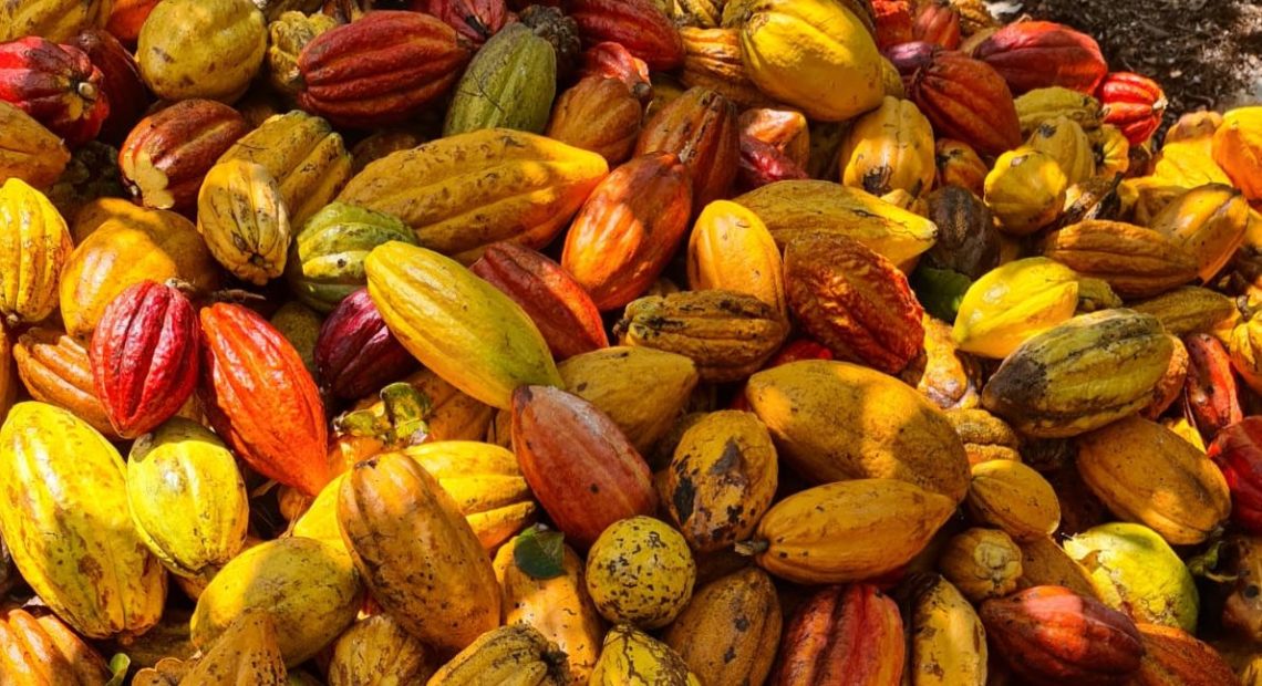 Quem é o Brasil no mercado de cacau