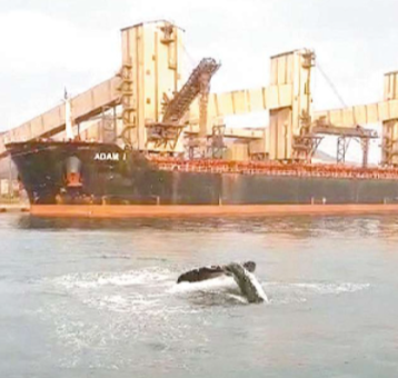 Filhote de baleia é visto no Porto de Santos