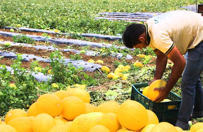 China tem um mercado de frutas de US$ 139 bilhões com grandes oportunidades de negócios para o melão brasileiro