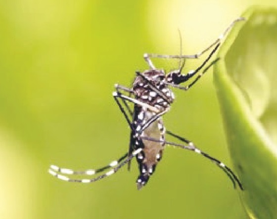 Dengue e chikungunya são preocupações para o verão