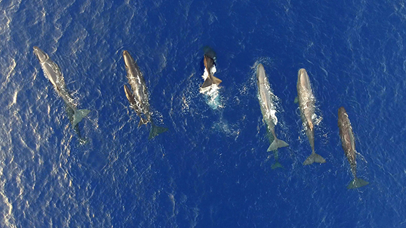 MSC toma medidas para salvar baleias ameaçadas de extinção no Mediterrâneo