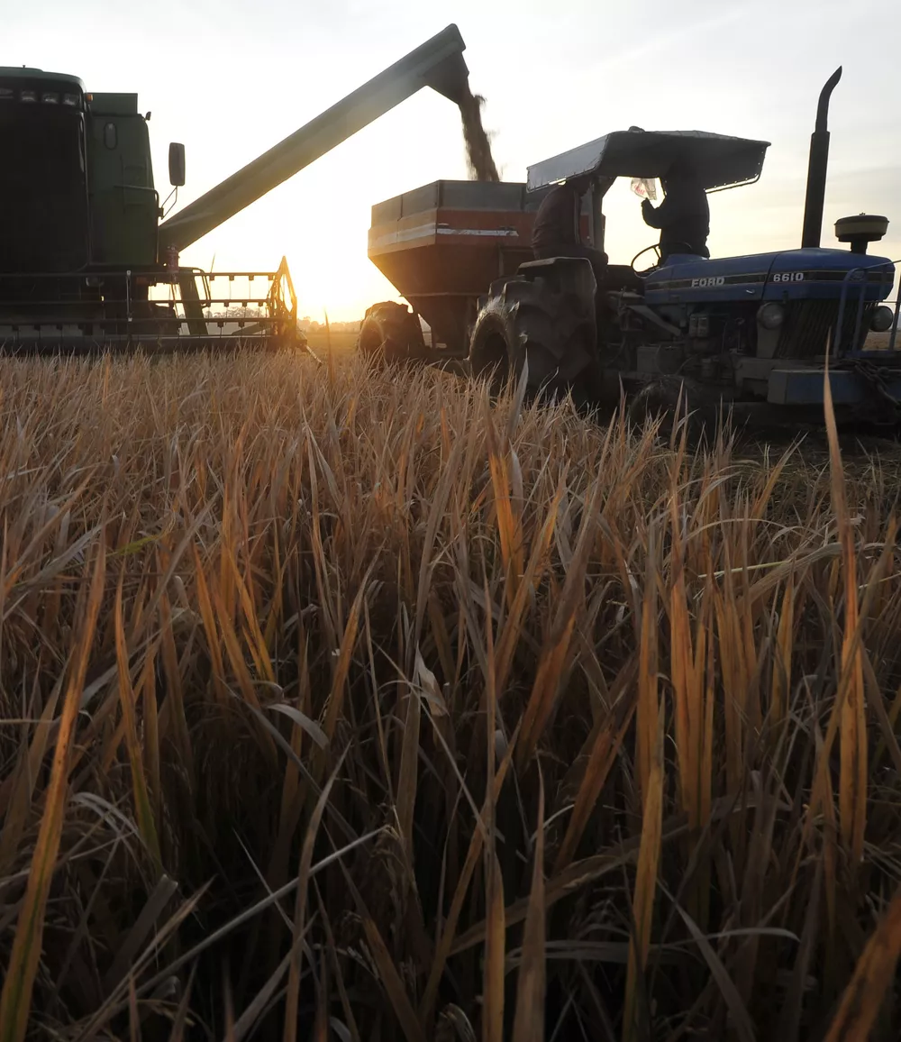 México volta a comprar arroz do Brasil após zerar tarifa de importação