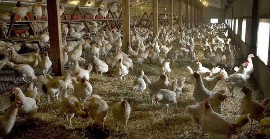 Exportação de carne de frango sobe 5,7% em abril apesar de recuo da China
