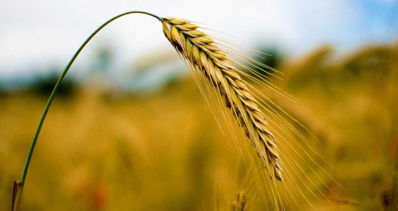 Irã enfrenta segundo ano de grandes importações de trigo após seca, diz entidade
