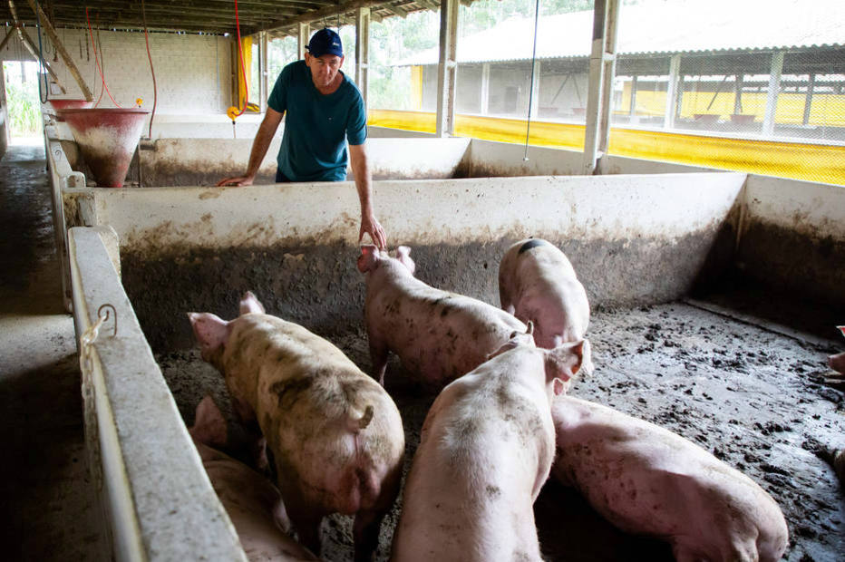 Brasil deve aumentar exportação de carne suína para a Coreia do Sul após cota com tarifa zero