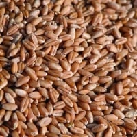 Egito faz maior compra de trigo desde o início da guerra