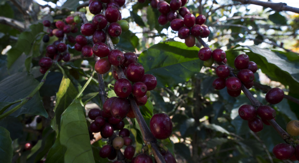 Exportação de café aos árabes tem queda de 51%