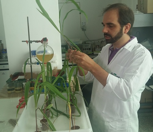 Cientistas do Brasil apresentam novo fertilizante fosfatado