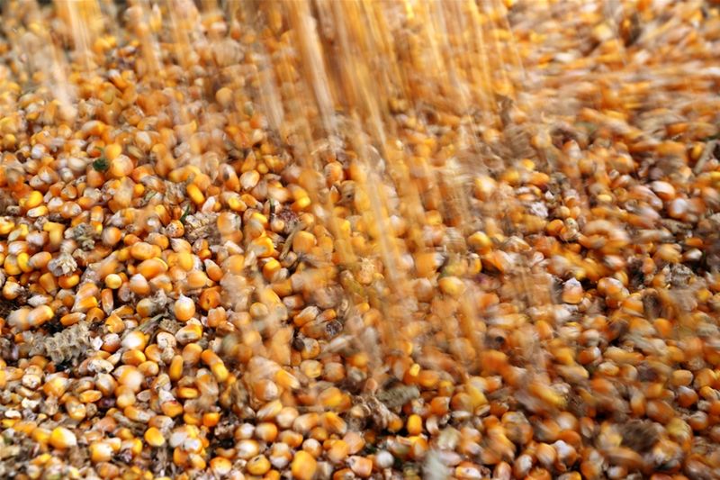 Exportações de milho do Brasil sobem 221%, impulsionadas pela ausência da Ucrânia