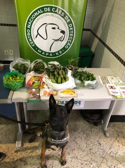 Bagagem de avião: veja lista de alimentos e produtos do agro proibidos de entrar no Brasil sem documentação