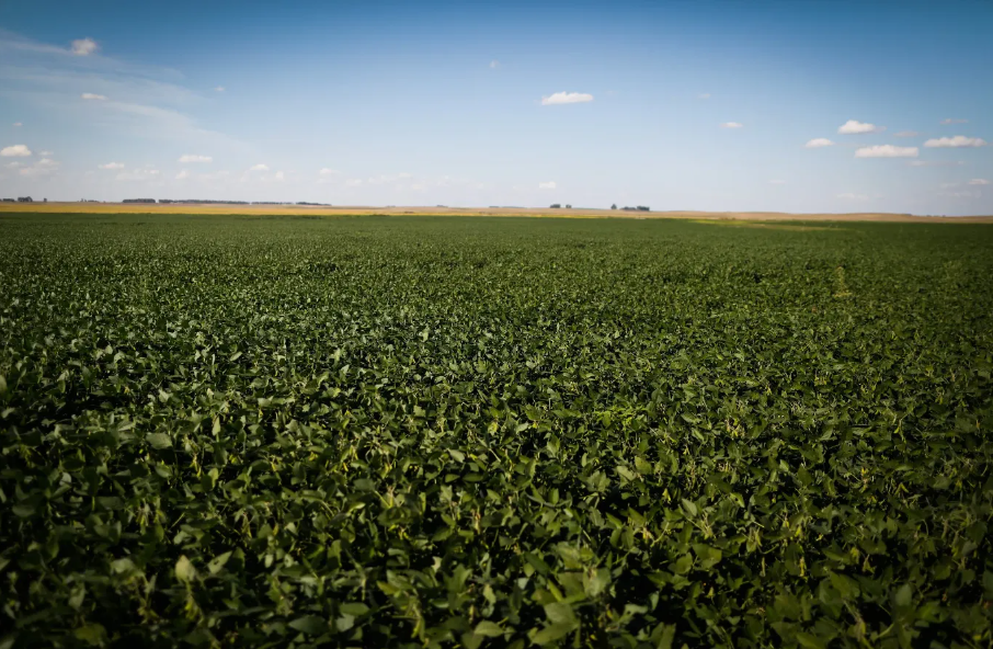 Valor da Produção Agropecuária de 2022 está estimado em R$ 1,241 trilhão